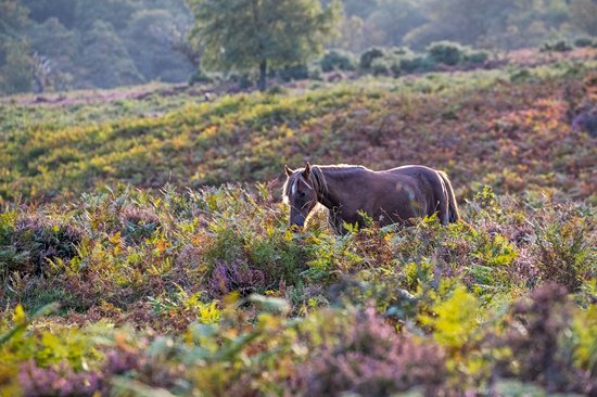 New Forest National Park