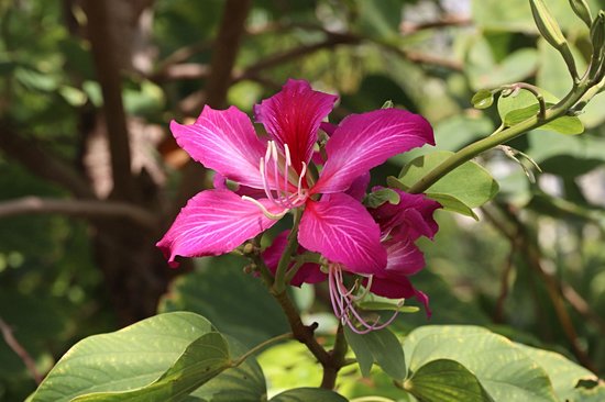 Kadoorie Farm and Botanic Garden