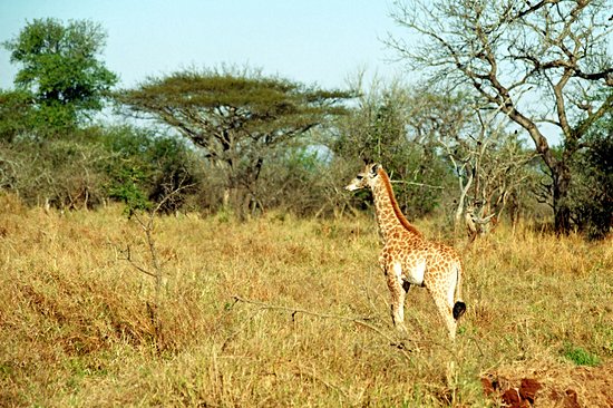 Mkhaya Game Reserve