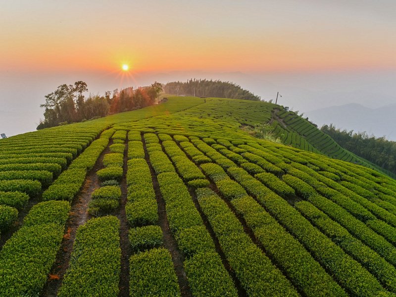 Montagnes de thé du comté de Chiayi