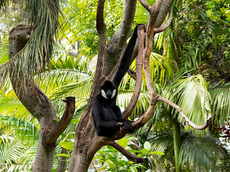 Nam Et-Phou Louey National Park