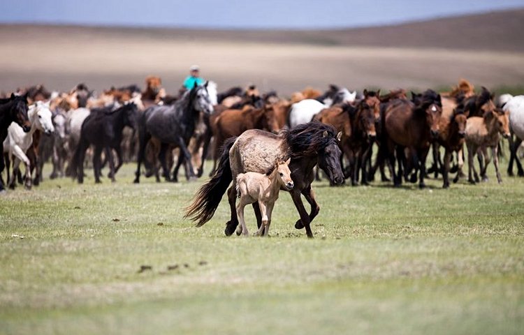 Le cheval mongol