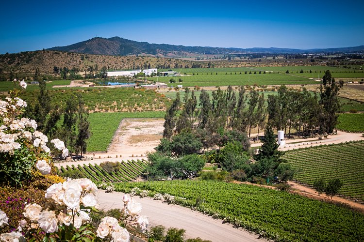 Visite et dégustation de vignobles chiliens, vallée de Casablanca et Colchagua. 2