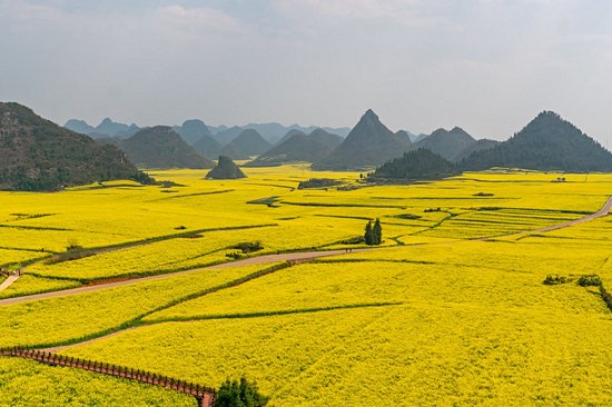 Champs de colza du Xian de Luoping