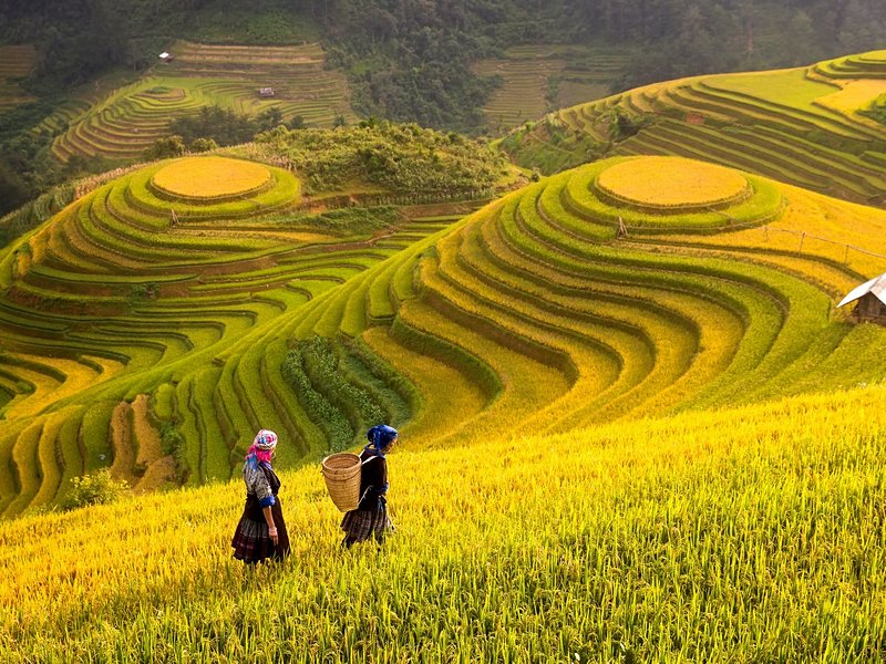 Sapa