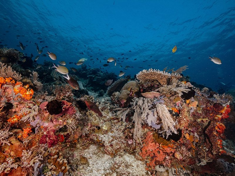 La plage de sable rose, Komodo
