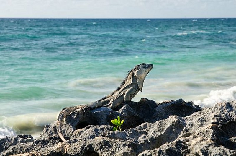 Observer les animaux dans leur habitat naturel 