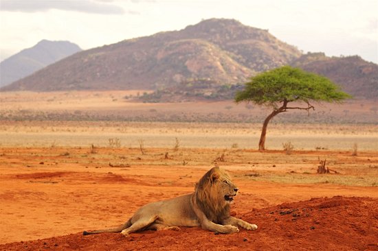 Parcs nationaux de Tsavo est et Tsavo ouest