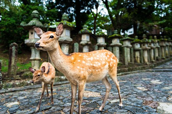 Nara