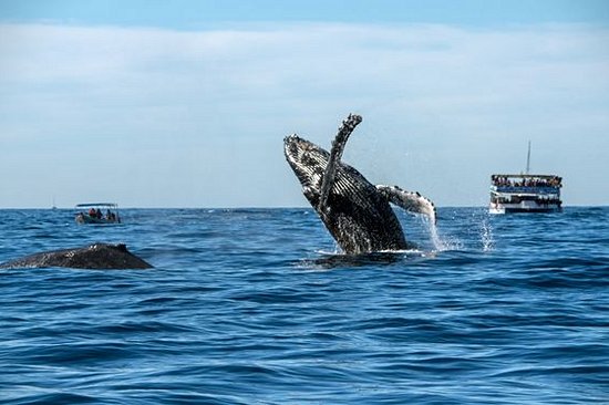 Observer les baleines sur terre ou en mer