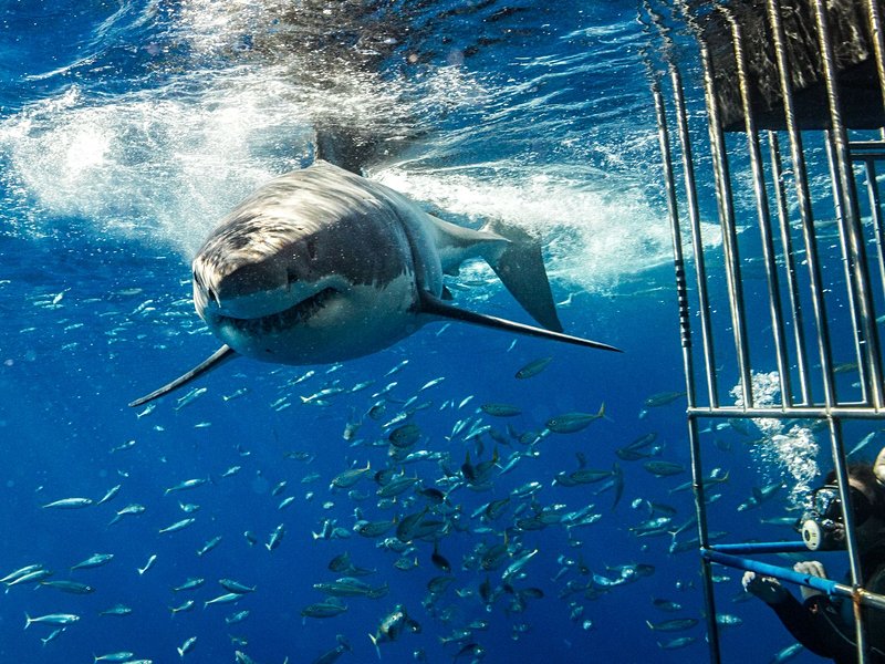 Isla Guadalupe