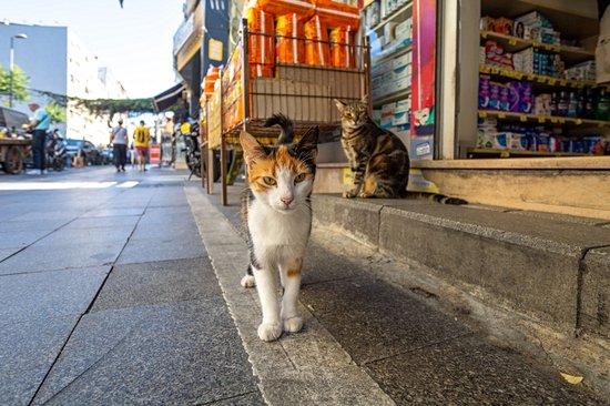 Le quartier Kadiköy