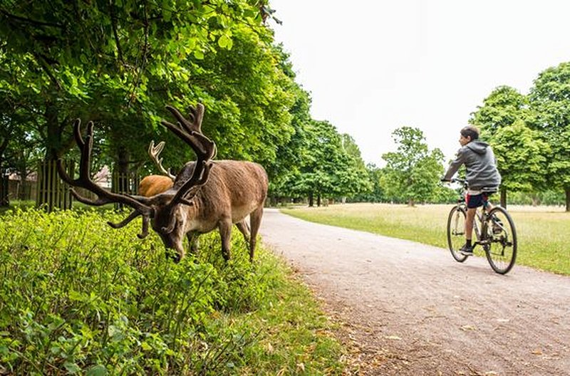 Explorer la nature à Richmond Park