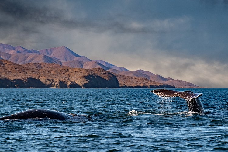 Observation des baleines dans les fjords de Patagonie 4