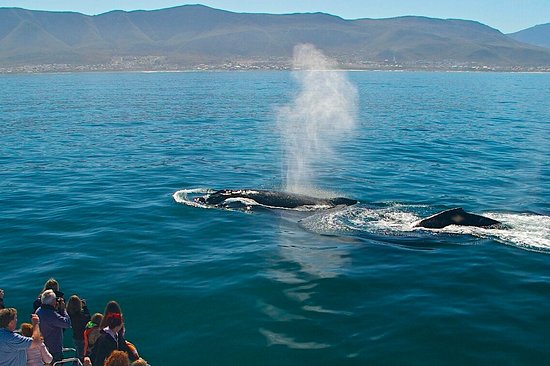 Observation des baleines à Hermanus