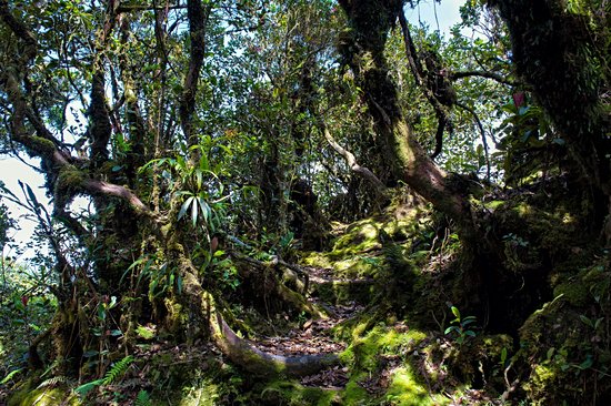 Mossy Forest (Forêt Moussue)