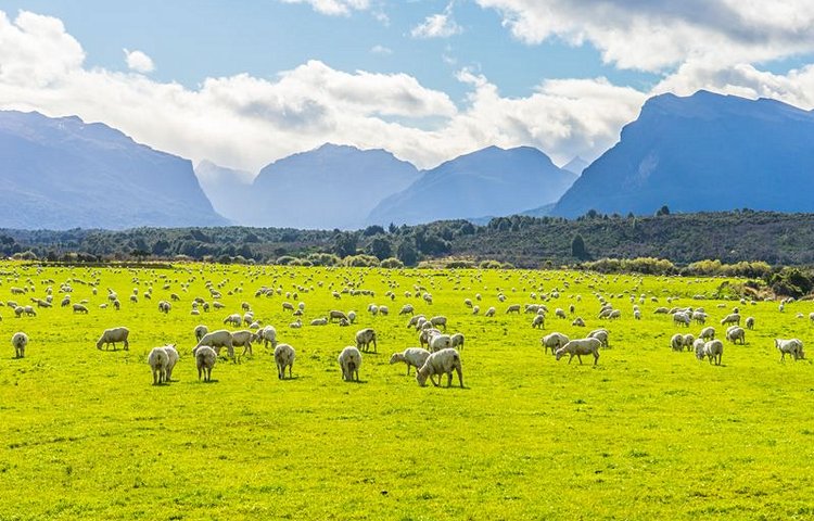 Moutons dans le  parc national de Fiordland