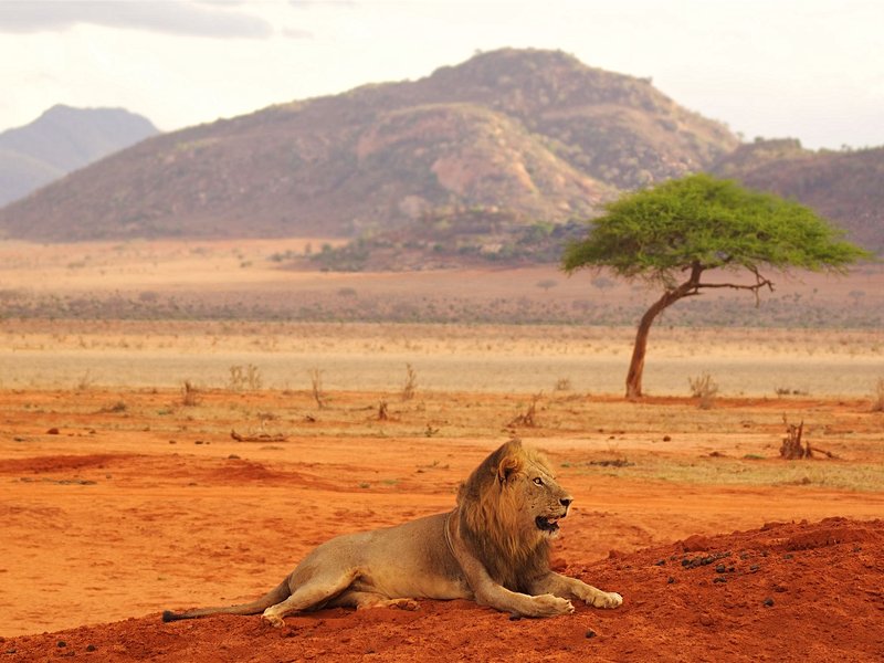 Parcs nationaux de Tsavo est et Tsavo ouest