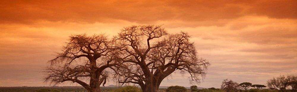 Découvrir les baobabs du Tarangire