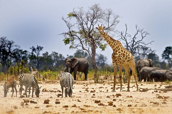 safari Zimbabwe