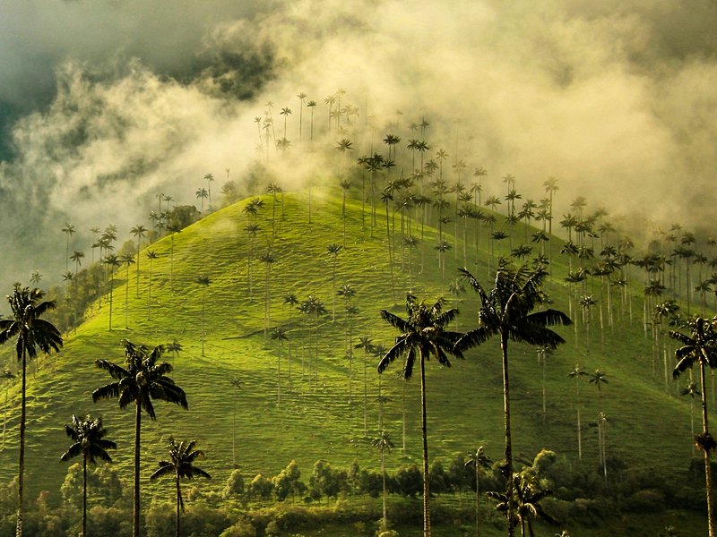 Vallée de la Cocora
