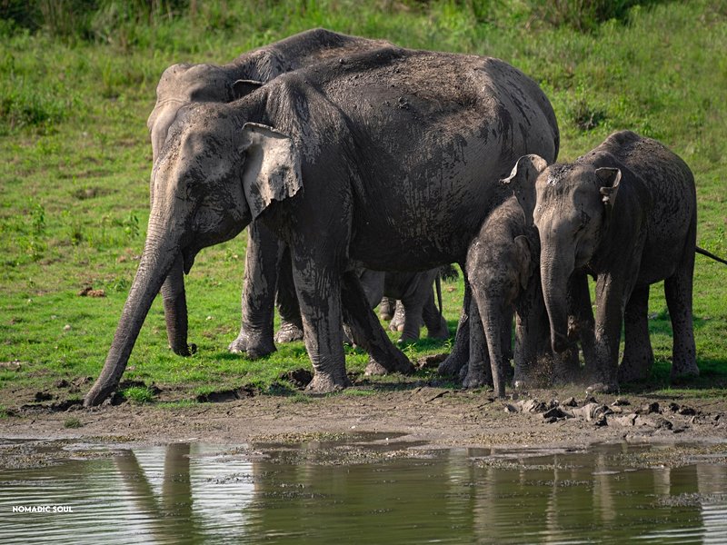 Kaziranga National Park