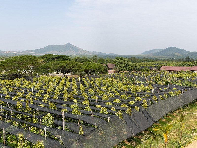 Les plantations de poivre de Kampot