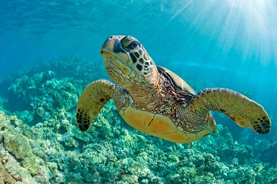Les tortues de Punalu’u beach