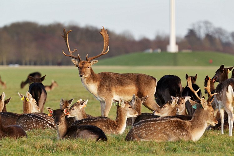 Phoenix Park