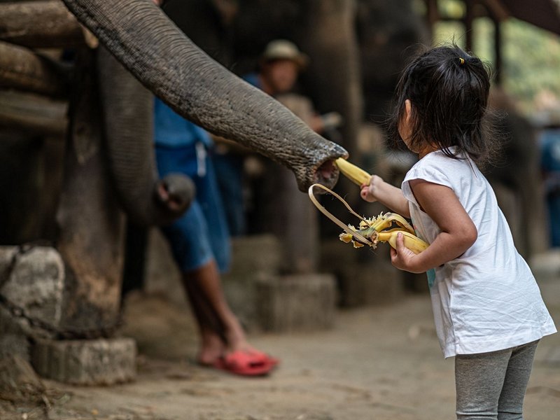Le camp des éléphants de Mae Sa