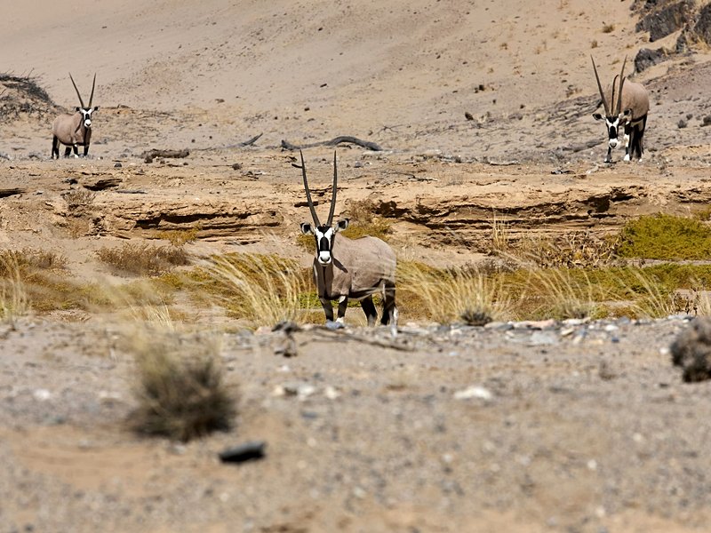 Rivière Hoanib