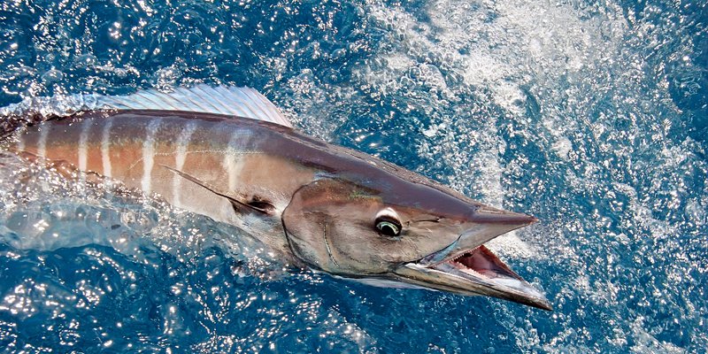 S'initier à la pêche au gros