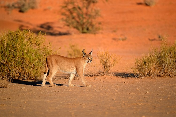 Le désert du Kalahari