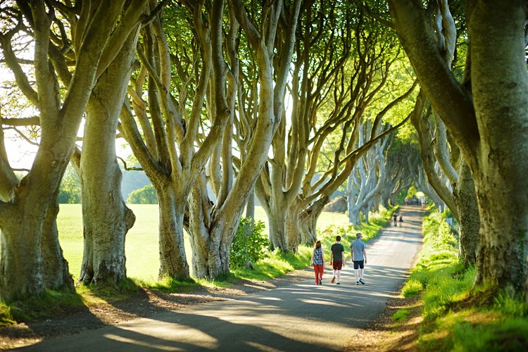 Le phénomène international de Dark Hedges 2