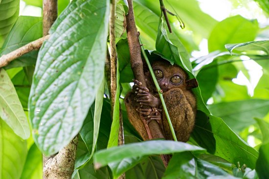 Observer les tarsiers à la Tarsier Sanctuary