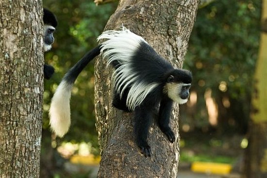 Soutenir la conservation des singes colobus