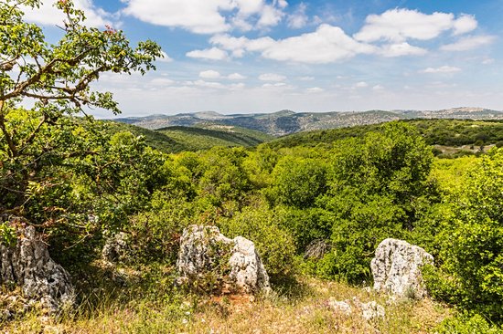 Réserve forestière d'Ajlun
