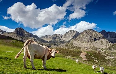 Des vaches dans les montagnes