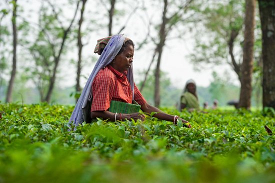 Darjeeling