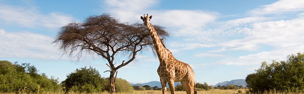Parc national de Ruaha