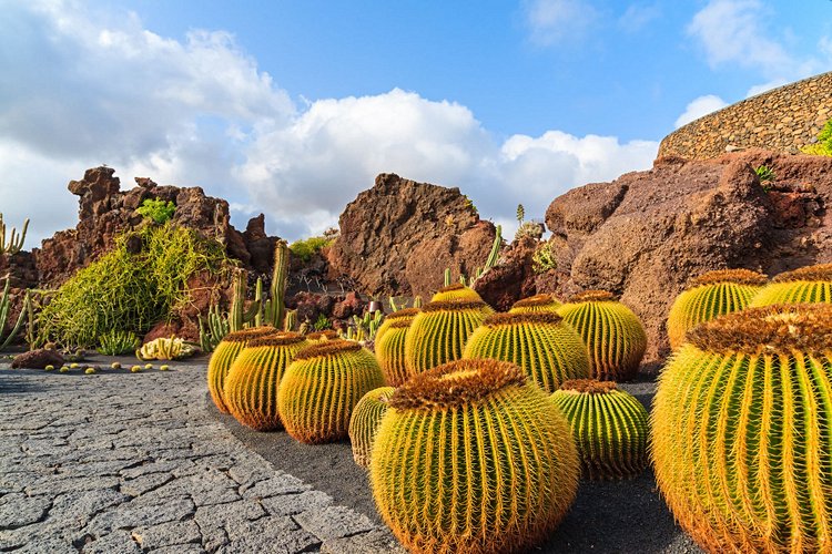 Le jardin des cactus 2