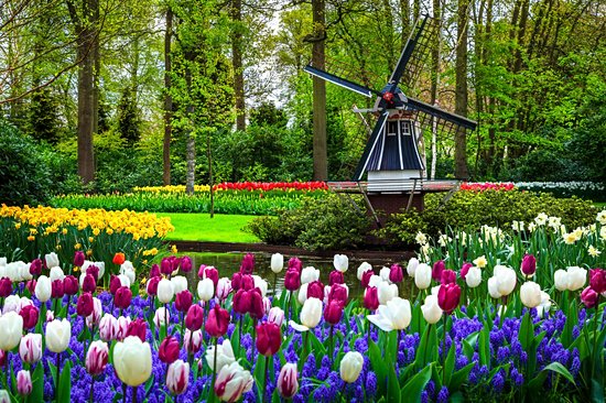 Keukenhof et les champs de tulipes