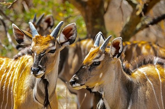 Aller à la rencontre de la faune sauvage 