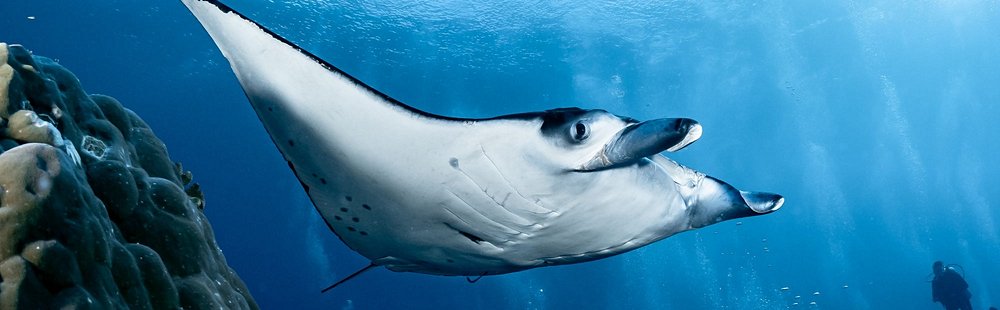 Plonger dans le parc marin de Tubbataha