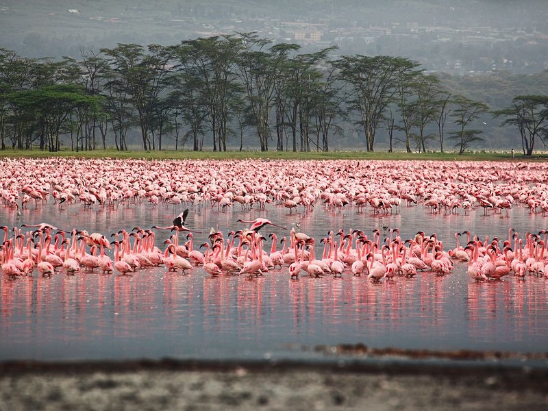 Lac Nakuru