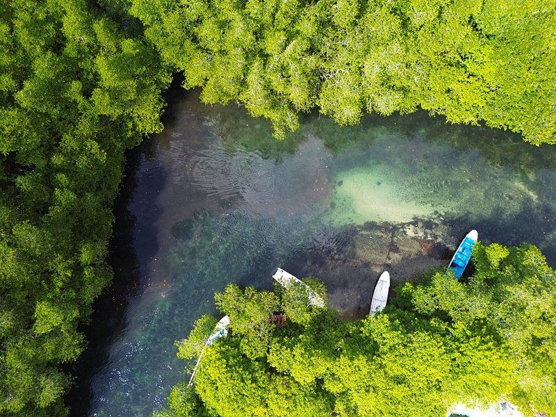 Faire du kayak dans la mangrove