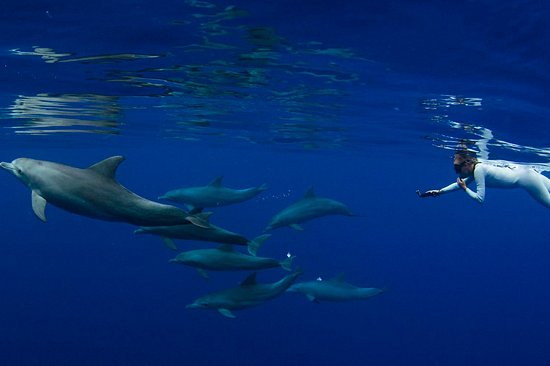Observer la vie sous-marine en snorkeling