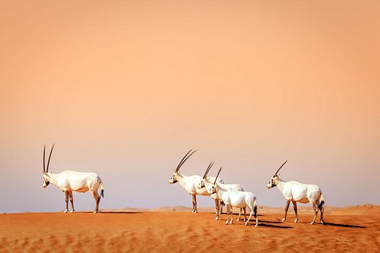 Dubai Desert Conservation Reserve