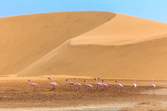 Désert du Kalahari
