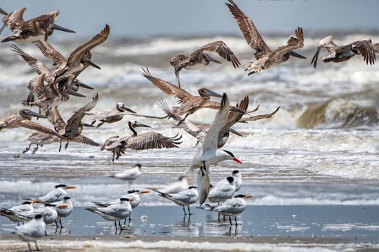Lake Charles et le Creole Nature Trail
